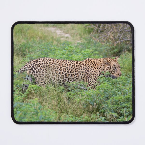 Item preview, African Leopard (Panthera pardus pardus) designed and sold by Yair Karelic.
