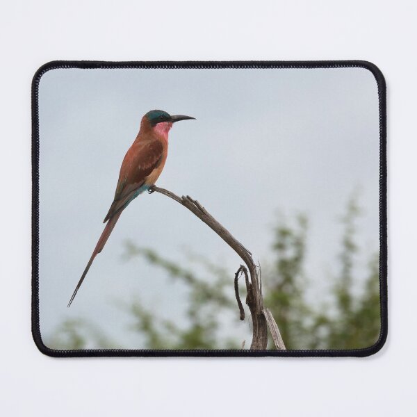Item preview, Southern Carmine Bee-Eater (Merops nubicoides) designed and sold by Yair Karelic.