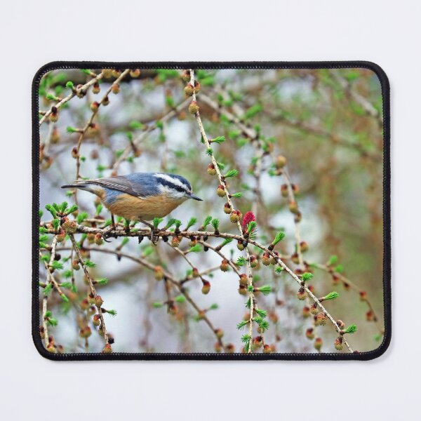 Item preview, Nuthatch In The Tamarack designed and sold by Deb Oppermann.