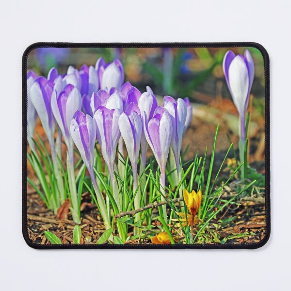 Item preview, Crocus In The Wild designed and sold by Deb Oppermann.