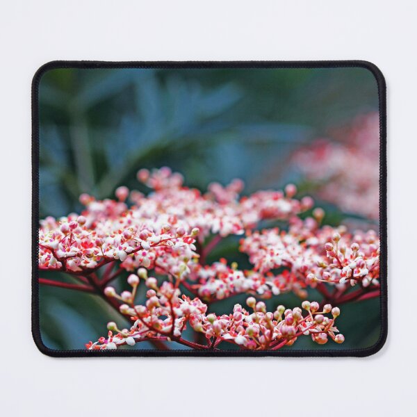 Item preview, Black Lace Elderberry designed and sold by Deb Oppermann.