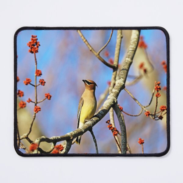 Item preview, Regal Cedar Waxwing designed and sold by Deb Oppermann.