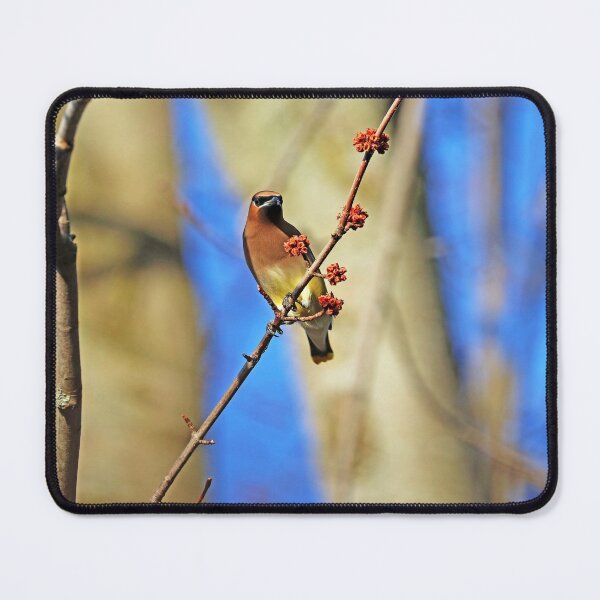 Item preview, Cedar Waxwing In Spring Maple Tree designed and sold by Deb Oppermann.