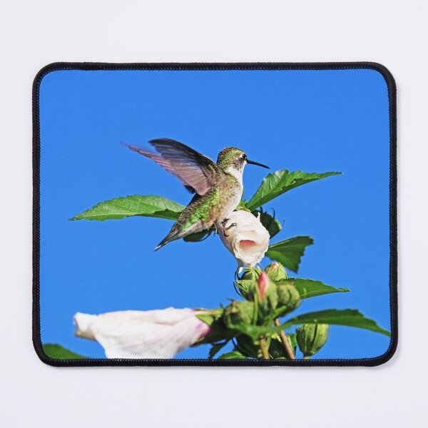 Item preview, Hummingbird And Rose of Sharon designed and sold by Deb Oppermann.