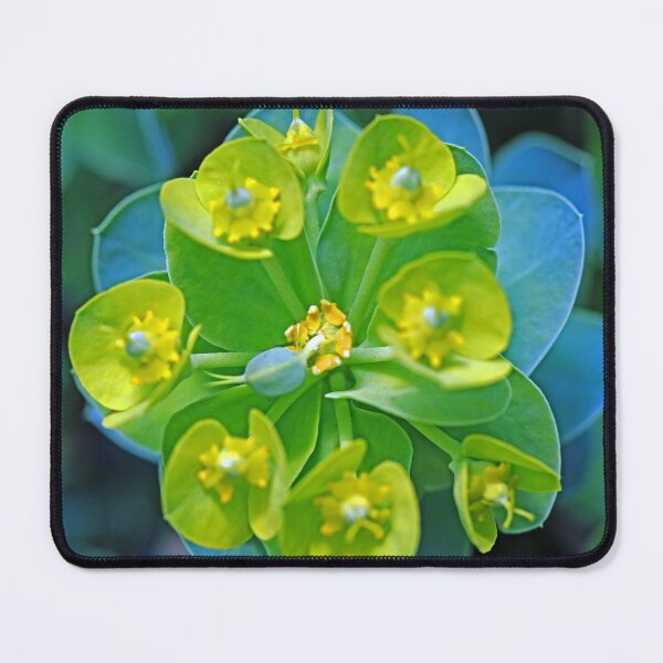 Item preview, Donkey Tail Spurge designed and sold by Deb Oppermann.