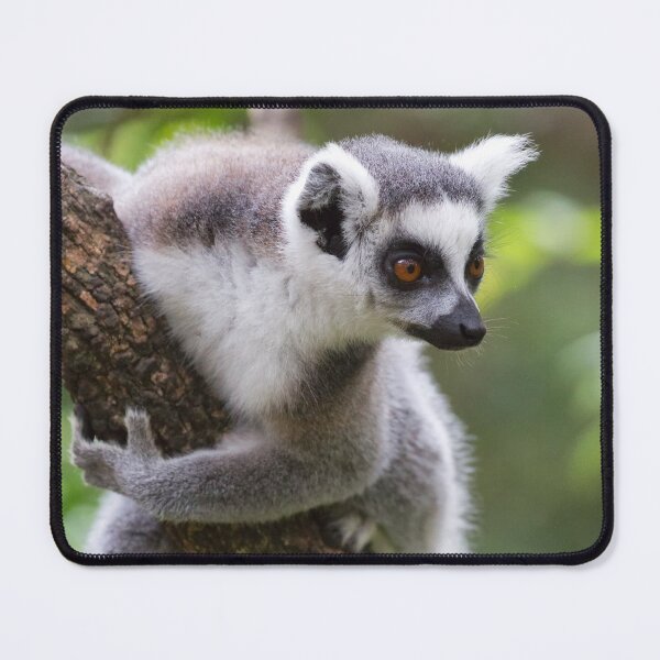 Item preview, Ring-Tailed Lemur (Lemur catta) designed and sold by Yair Karelic.