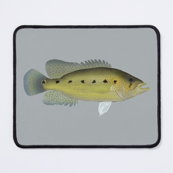 Item preview, Bay Snook designed and sold by fishfolkart.