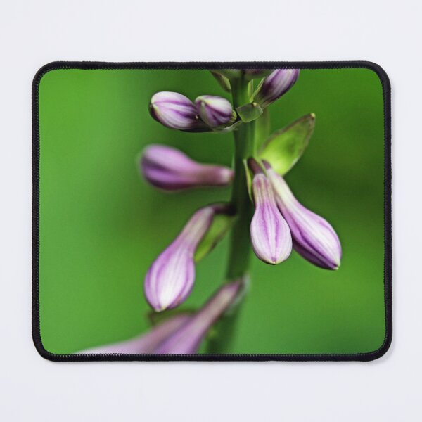 Item preview, Purple Hosta Buds designed and sold by Deb Oppermann.