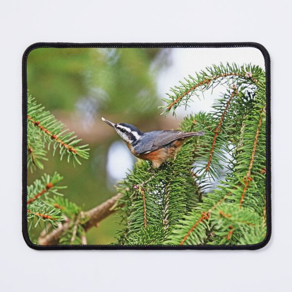 Item preview, Red Breasted Nuthatch With Seed designed and sold by Deb Oppermann.