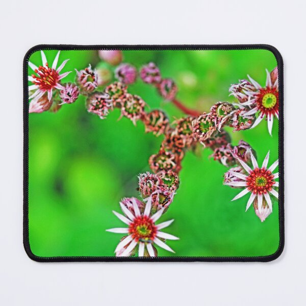 Item preview, Hen And Chicks Flowers designed and sold by Deb Oppermann.