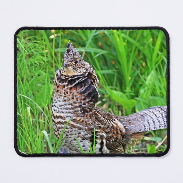 Item preview, Ruffed Grouse Stare designed and sold by Deb Oppermann.