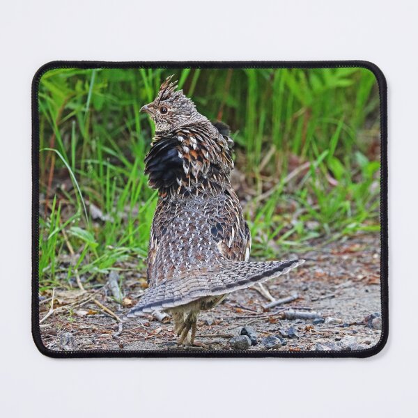 Item preview, Ruffed Grouse Display designed and sold by Deb Oppermann.