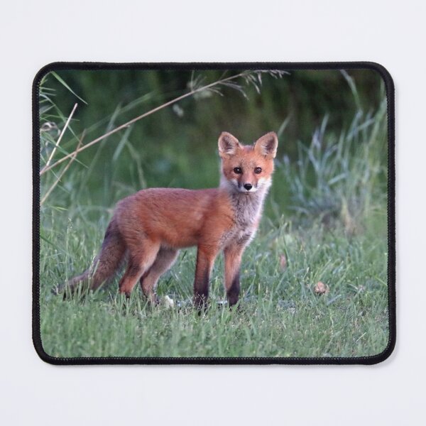 Item preview, Sweet Red Fox Kit designed and sold by Deb Oppermann.