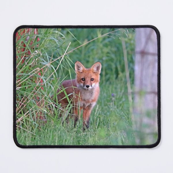 Item preview, Adorable Red Fox Kit designed and sold by Deb Oppermann.