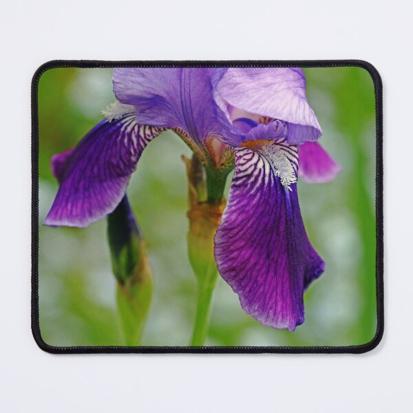 Item preview, Simply Purple Iris designed and sold by Deb Oppermann.