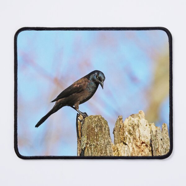Item preview, Grackle Contemplation designed and sold by Deb Oppermann.