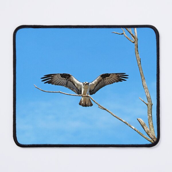 Item preview, Osprey Landing designed and sold by Deb Oppermann.