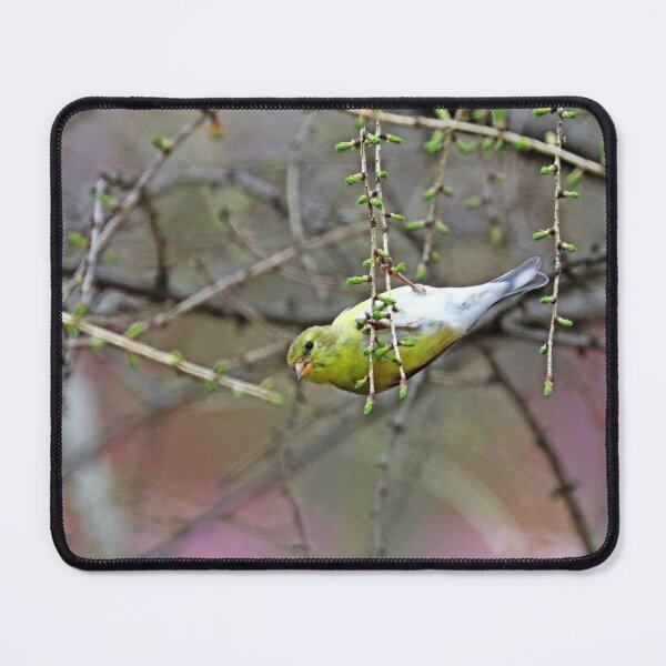 Item preview, Goldfinch Swinging On The Larch designed and sold by Deb Oppermann.