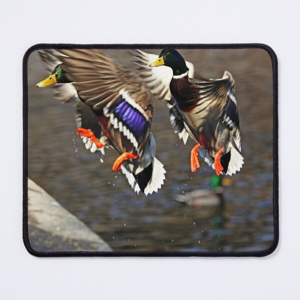 Item preview, Incoming Drake Mallards designed and sold by Deb Oppermann.