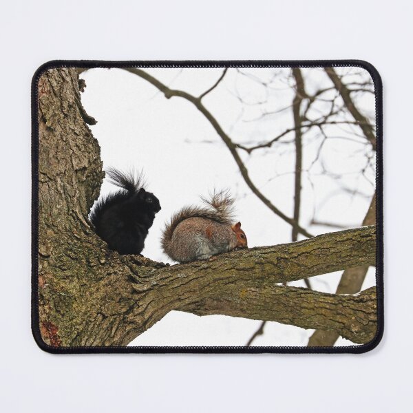 Item preview, Eastern Grey Squirrels designed and sold by Deb Oppermann.