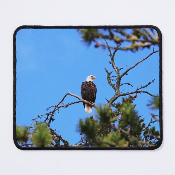 Item preview, Bald Eagle Looking Regal designed and sold by Deb Oppermann.