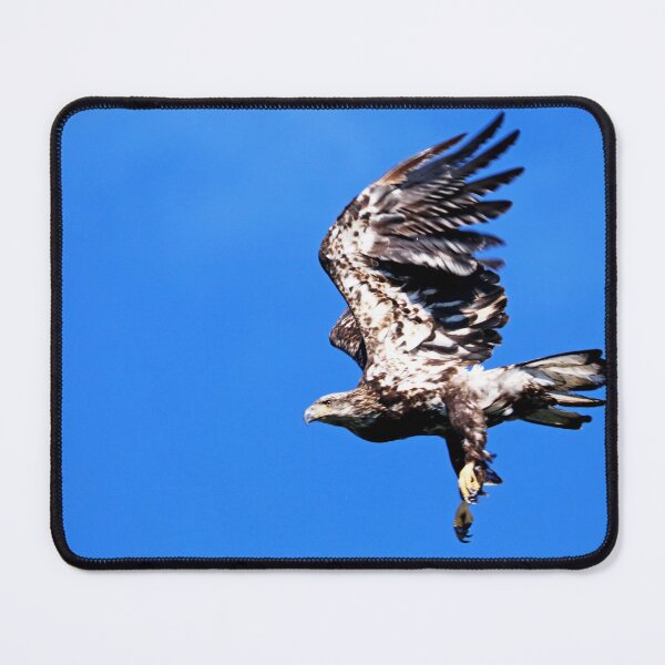 Item preview, Juvenile Bald Eagle Take Off designed and sold by Deb Oppermann.