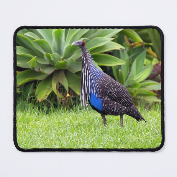 Item preview, Vulturine Guineafowl (Acryllium vulturinum) designed and sold by Yair Karelic.