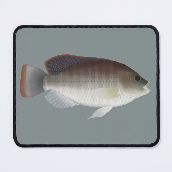 Item preview, Blue Tilapia designed and sold by fishfolkart.