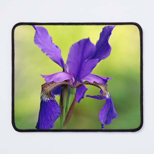 Item preview, Beauty Of Siberian Iris designed and sold by Deb Oppermann.