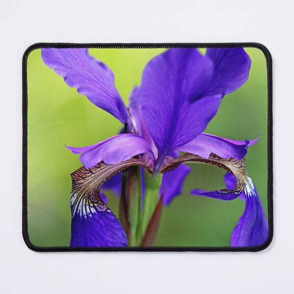 Item preview, Beauty Of Siberian Iris I designed and sold by Deb Oppermann.