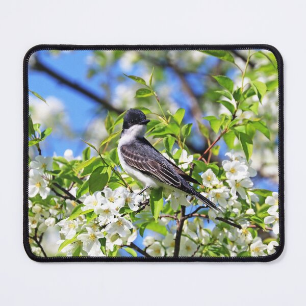 Item preview, Eastern Kingbird And White Blossoms designed and sold by Deb Oppermann.