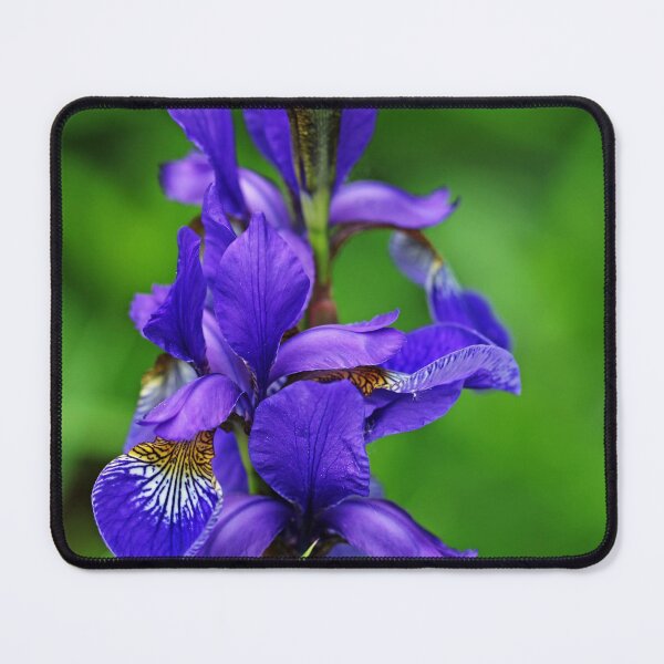 Item preview, Siberian Iris Elegance designed and sold by Deb Oppermann.