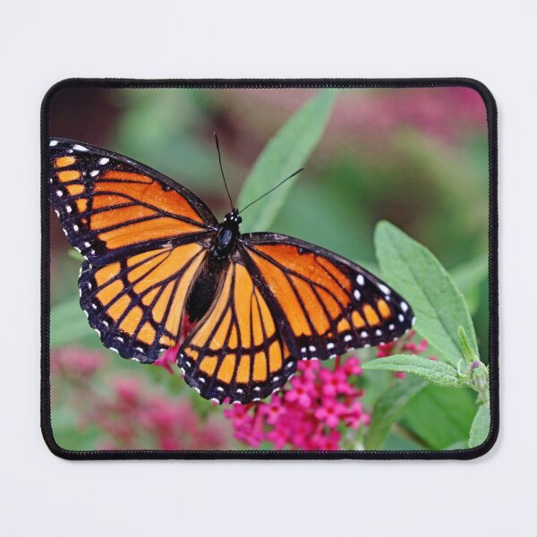 Item preview, Viceroy Wings Open designed and sold by Deb Oppermann.
