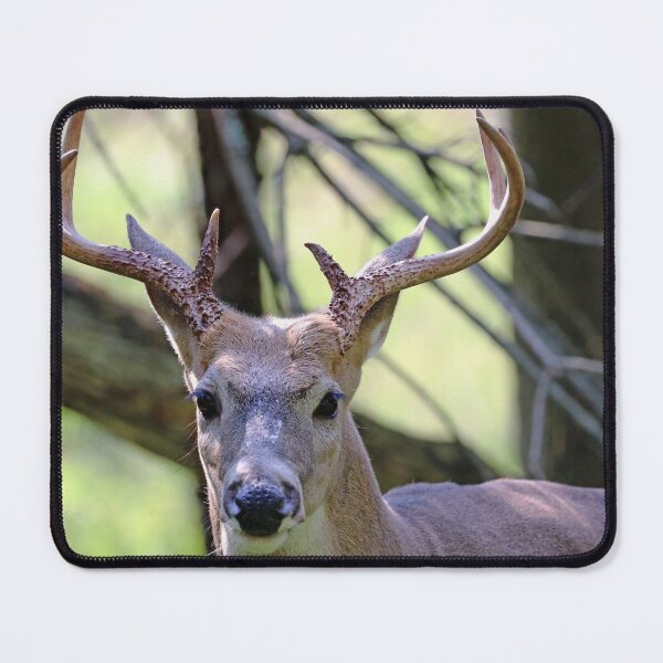 Item preview, White Tailed Buck Portrait II designed and sold by Deb Oppermann.