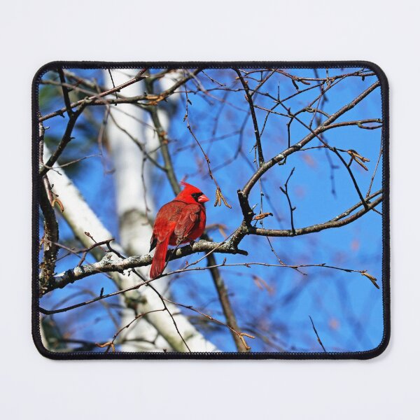 Item preview, Cardinal In The Birch Tree designed and sold by Deb Oppermann.