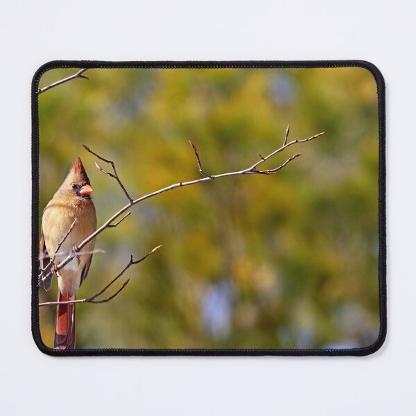 Item preview, Cardinal In Morning Light designed and sold by Deb Oppermann.