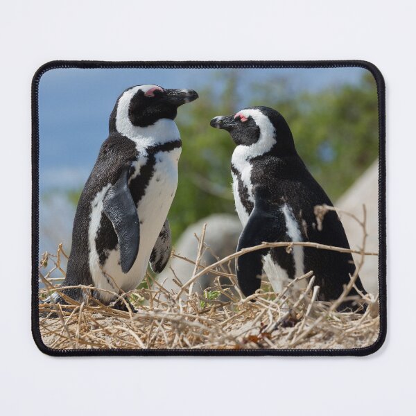 Item preview, Two African Penguins (Spheniscus demersus) designed and sold by Yair Karelic.