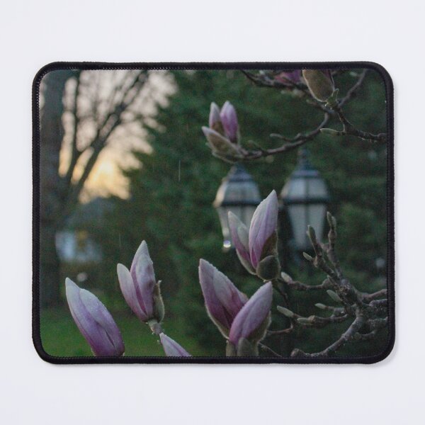Item preview, V0009 Magnolia Blooms designed and sold by photographyemd.