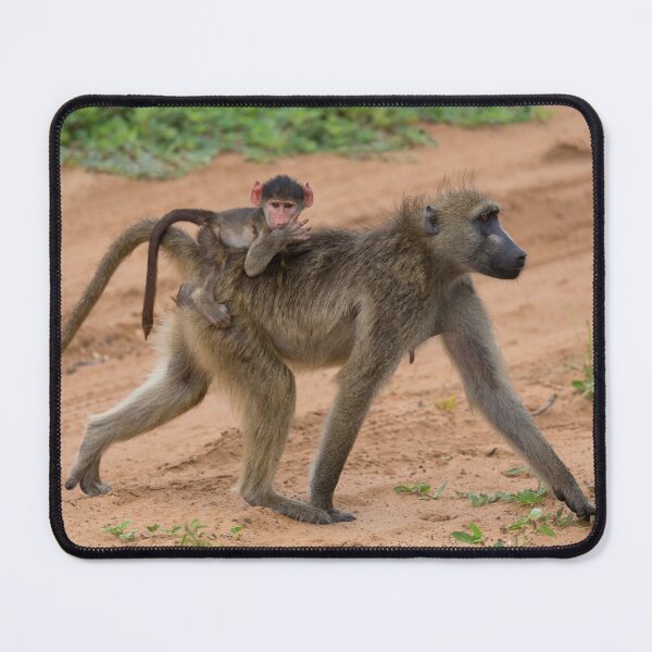 Item preview, Chacma Baboon and her Infant (Papio ursinus) designed and sold by Yair Karelic.