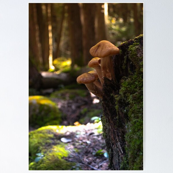 Item preview, V0010 Mushrooms designed and sold by photographyemd.