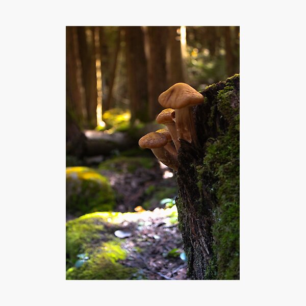 Item preview, V0010 Mushrooms designed and sold by photographyemd.