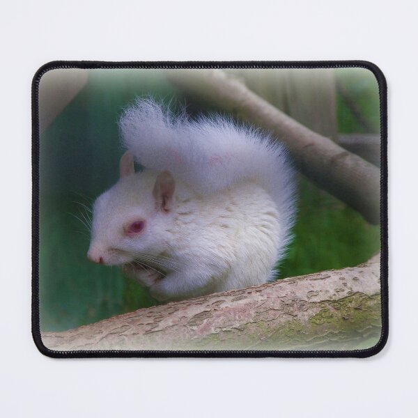 Item preview, Albino Squirrel designed and sold by ColinBoylett.