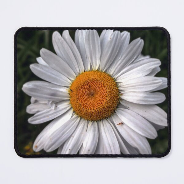 Item preview, V0012 Daisies designed and sold by photographyemd.