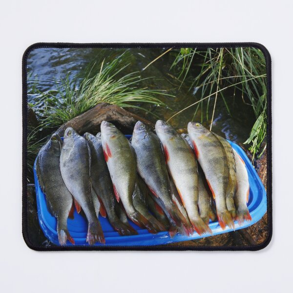Item preview, freshly caught perch close-up designed and sold by mrivserg.