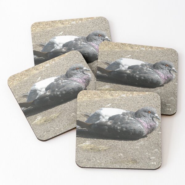 Item preview, Relaxed London Pigeon on a Path Photograph designed and sold by naturegallery.