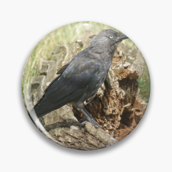 Item preview, Western Jackdaw on a Tree Stump Photograph designed and sold by naturegallery.
