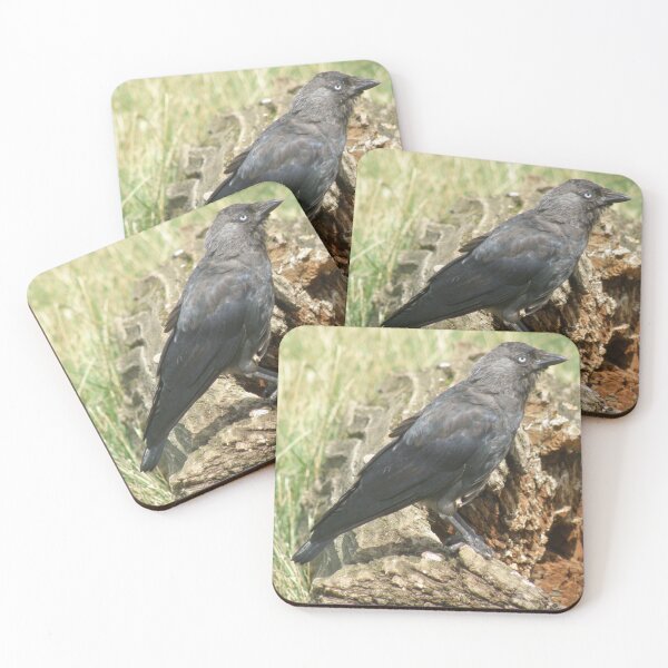 Item preview, Western Jackdaw on a Tree Stump Photograph designed and sold by naturegallery.