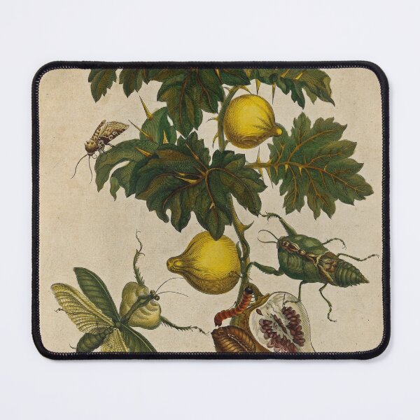 Item preview, Nipple fruit and leaf mantis designed and sold by Lloyd Library & Museum.