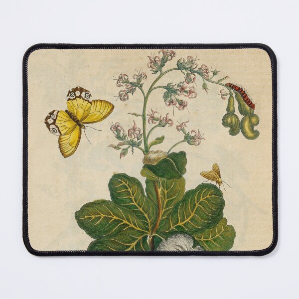Item preview, Cashew tree. amber phantom butterfly and tussock moth designed and sold by Lloyd Library & Museum.