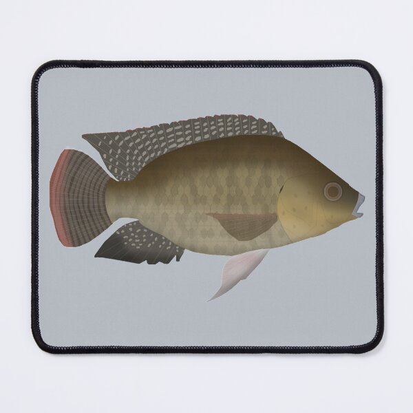 Item preview, Mozambique tilapia designed and sold by fishfolkart.